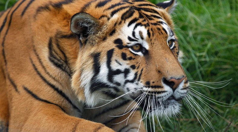Live tiger cub mascot at Ohio school’s football games under fire by animal rights groups