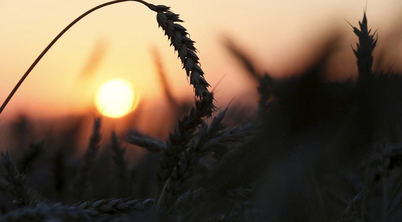 Long exposure to tiny amounts of Monsanto’s Roundup may damage liver, kidneys – study 