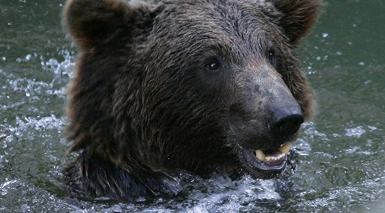 RIP Masyanya bear: Animals die in flooded zoo in Russia's Far East, locals say (PHOTOS, VIDEO)
