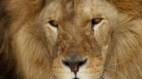 Hunting lions helps protect species, supports African economies – environment minister