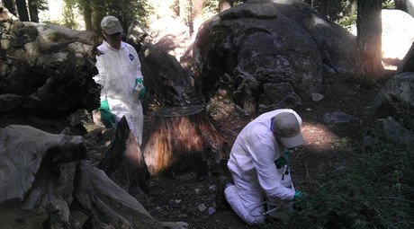 Second Yosemite tourist may have plague, park remains open