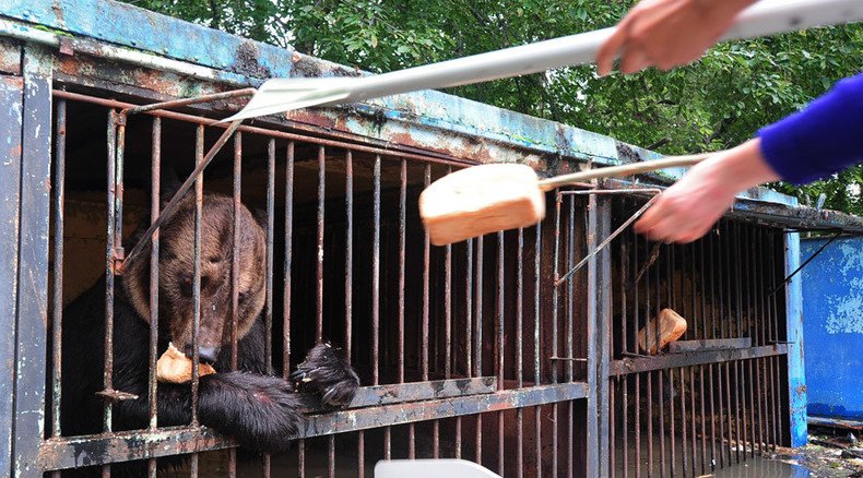 Rescuers save caged animals struggling to survive flood in Russian Far East zoo
