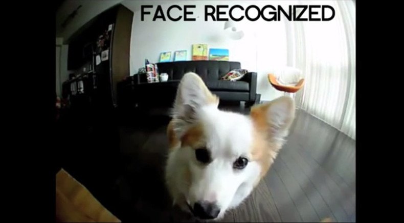 'Petificial Intelligence!' Babysitting device will have your dog taking selfies