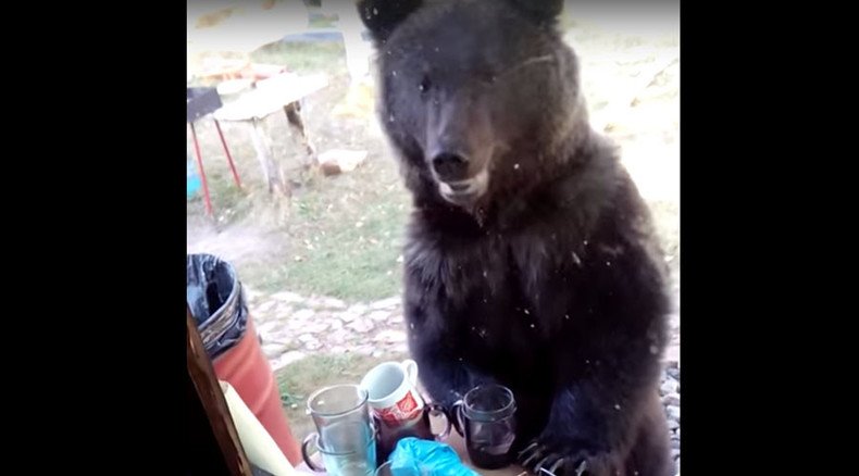 Rummaging Russian bear catches mother & toddler by surprise (VIDEO)
