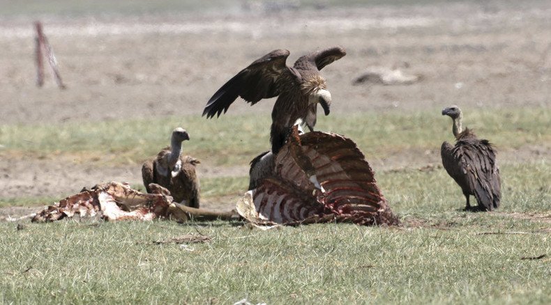 Ever wondered what it’s like being eaten by vultures? This video shows it all! 