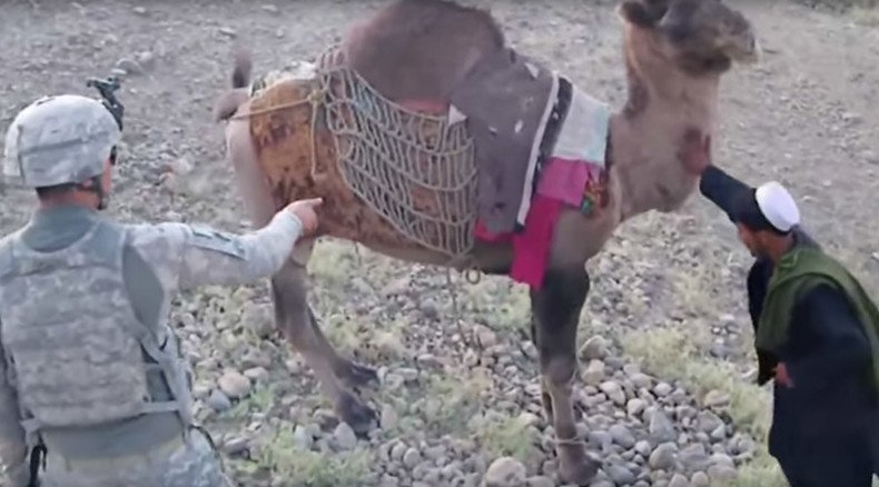 ‘What goes around, comes around’: Camel kicks US soldier in Afghanistan (VIDEO)