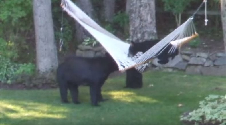 Unbearably cute? Bear cubs totally suck at mounting a hammock (VIDEO)
