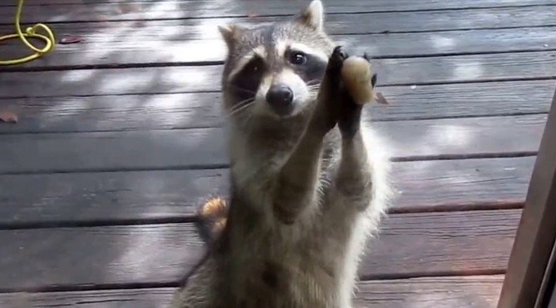 Backyard bandit: 'Rocksy' the raccoon knocks on door when she wants food (VIDEO)