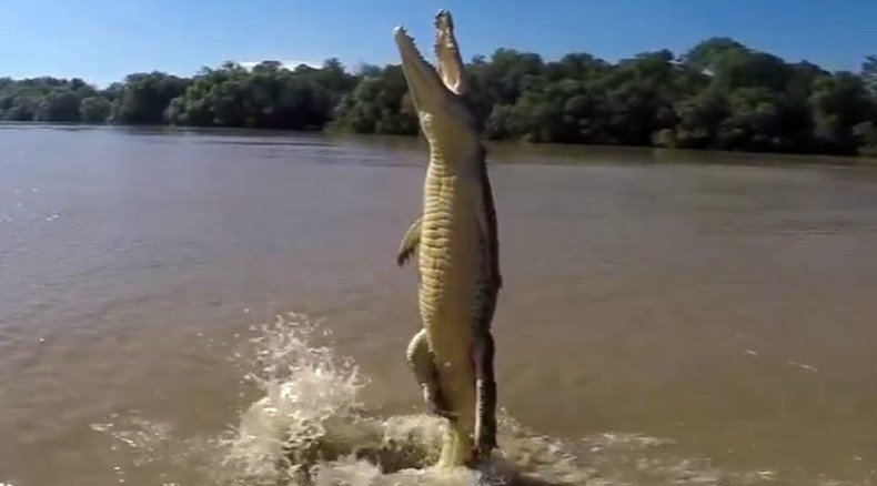 Blood-curdling footage reveals how crocodiles’ tails propel them out of water for food