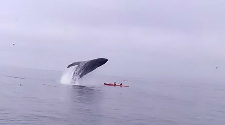 Kayakers nearly crushed to death by huge humpback whale (VIDEO)