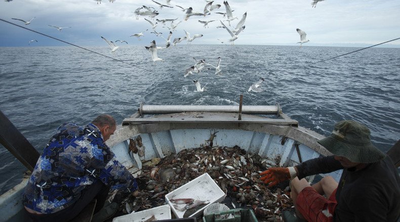 Plenty of fish in the sea? Half of ocean life died out in 45 years – report