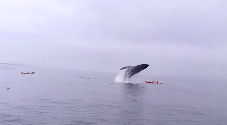 British kayakers survive collision with breaching whale (VIDEO)