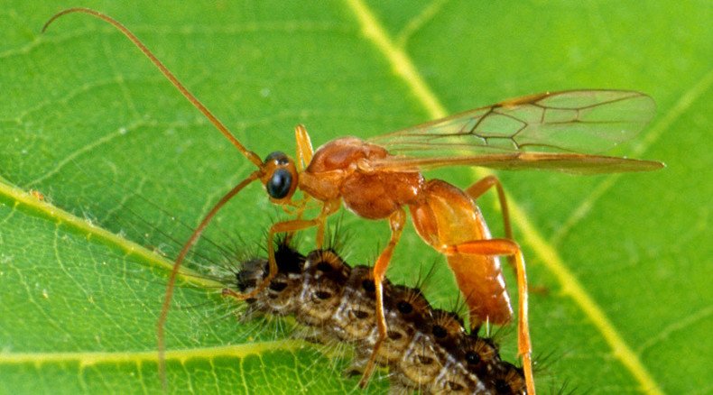How to get GM butterfly? Make parasitic wasp inject deadly virus into caterpillar, study finds