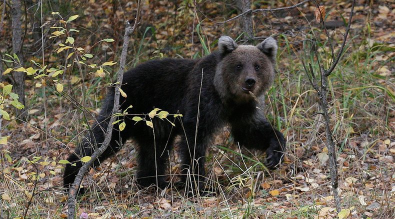 ‘Pick poo to help count brown bears’ is an actual campaign in Norway 