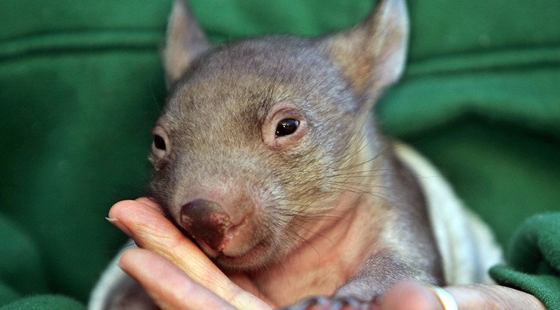 Ten wombats ‘deliberately run over’ at Australian camping site