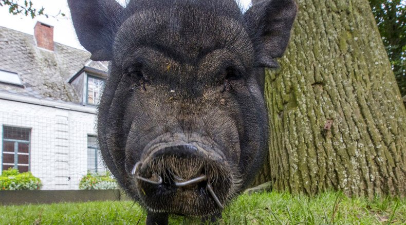 Tories snOut! ‘Pig mask contest’ launched for Conservative Party conference protests