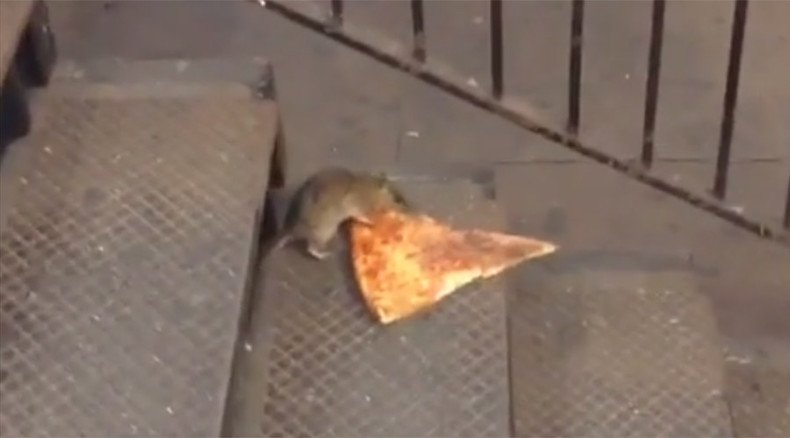 Big cheese: ‘Pizza rat’ filmed dragging pizza slice into NYC subway, internet mesmerized