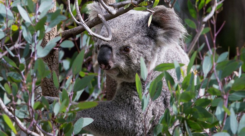 Overpopulation: Baby koala hugs teddy bear while authorities debate whether to kill its mom (PHOTO)