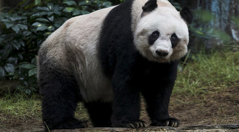 China’s ‘friendly envoy’ panda makes US comeback in 3D