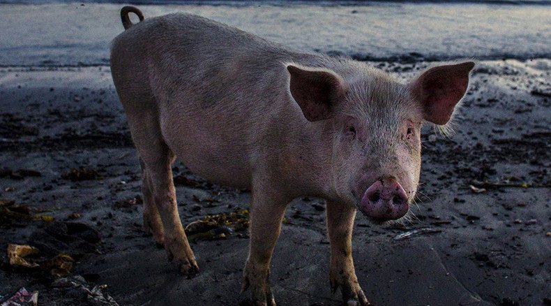 This little piggy went to Downing St: Petrified piglet dumped at UK PM Cameron’s residence