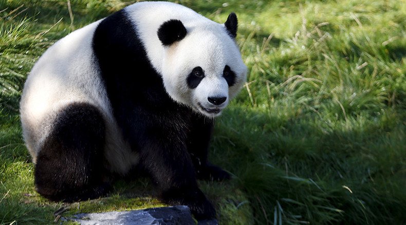 Bamboo poo: Microorganisms from panda feces could help develop new biofuel, Belgian scientists say