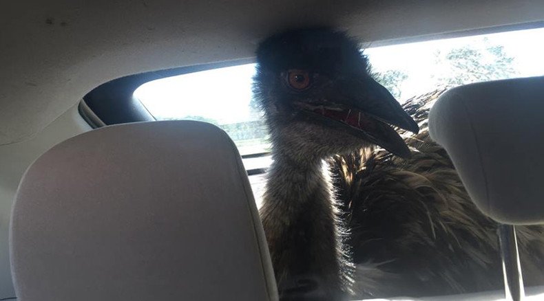 Follow that bird! Emo emu embarks on 80-mi adventure, attempts escape from Prius (PHOTOS)