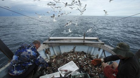 ‘Loudest fish sex on Earth’: Mexican marine orgies deafen other animals