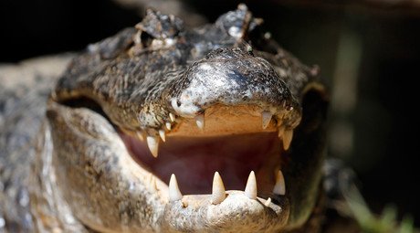 See you later, alligator: Creepy footage shows what it's like to be eaten by a croc