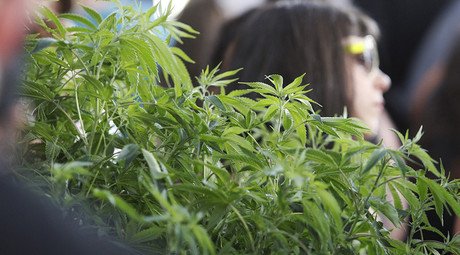 Organic weed? Colorado wants to restrict pesticides on marijuana