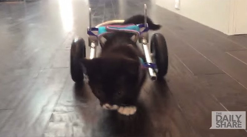 Brave kitten escapes death, gets 3D wheelchair (VIDEO)