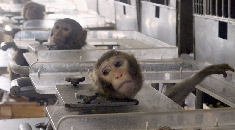 Law fails to prevent ‘extremely cruel’ testing on monkeys, campaigners claim