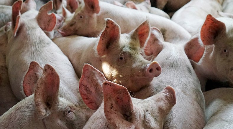 Pigs get closer to becoming organ donors for humans after new gene modification