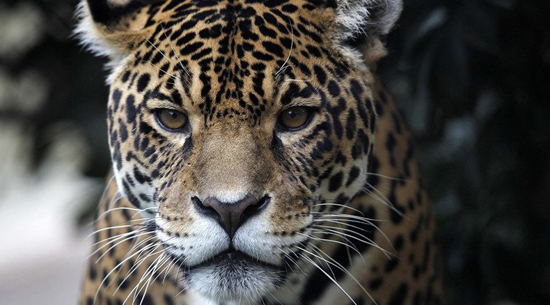 ‘Too fat to breed': Delhi Zoo sends back glutton jaguar for being too lazy to have sex
