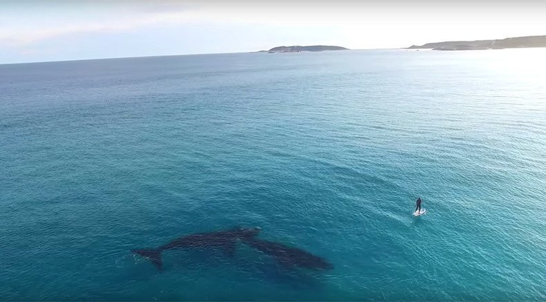 Hard to ‘Imagine’: Paddle boarding with whales (VIDEO)