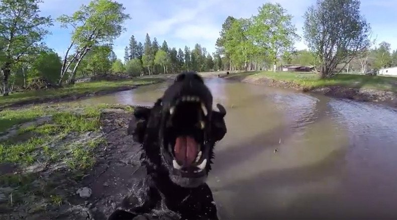When animals attack… drones! (VIDEOS)