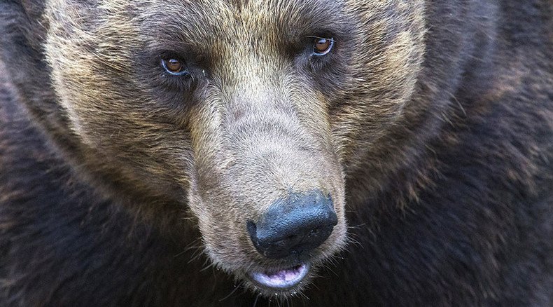 Brown bear breaks into Russian kindergarten, shot dead (VIDEO)