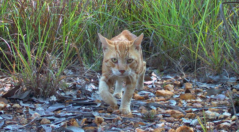 ‘Killed 27 native species:’ Australian govt defends plan to cull 2mn feral cats in open letter