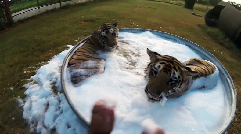 Two cute tigers enjoy taking bubble bath in Texas sanctuary (VIDEO)