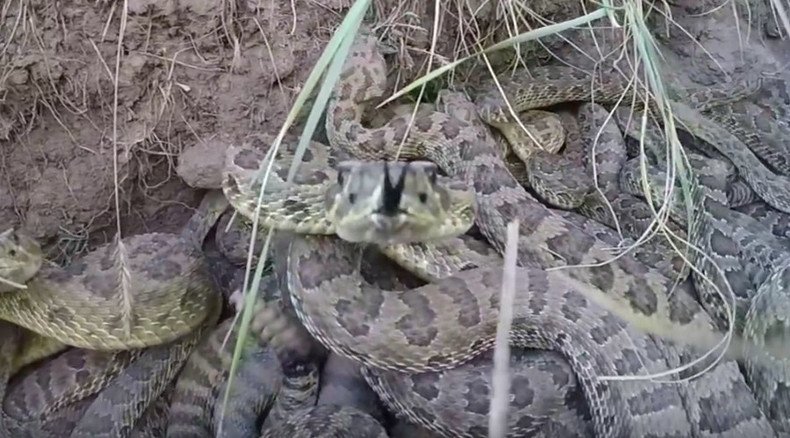 Rattled: GoPro video shows what plunging into snake pit looks like