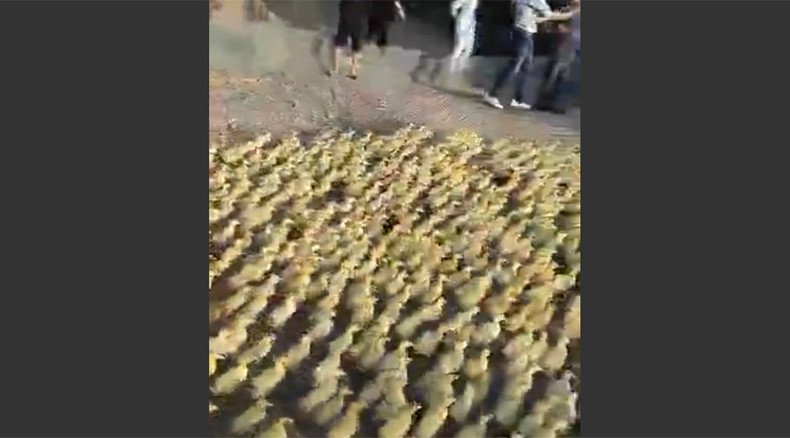Altogether… ‘Awww’! 5,000 cute ducklings waddle to pond for 1st ever swim (VIDEO)