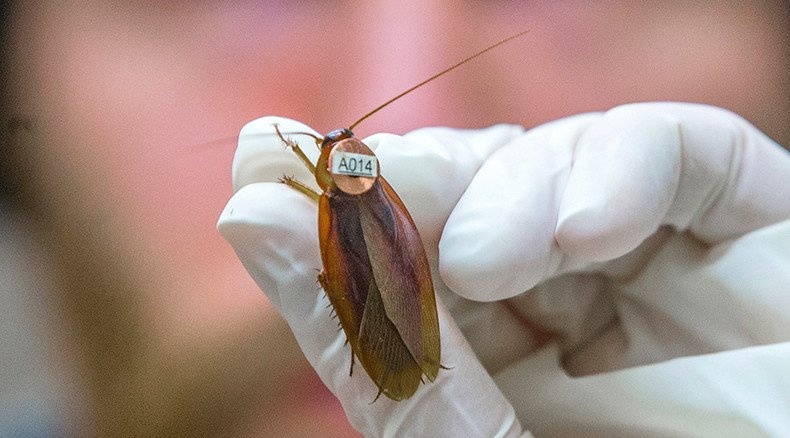 Brain hack: Cockroach neurons hijacked to control movement