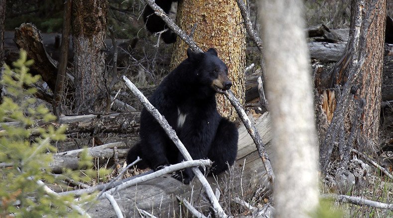 Central Florida re-freezes bear hunting after first day sees 99% of season’s kill quota