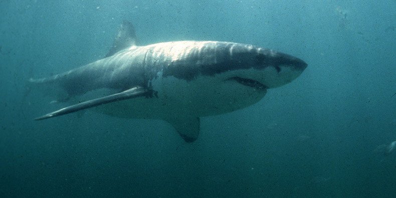 Australia to send drones & sonar to monitor sharks after steep rise in attacks