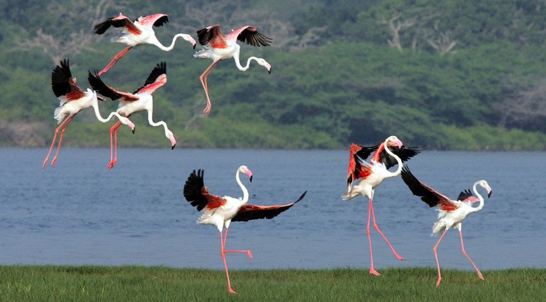 Wrong turn: Migrating flamingos in mortal danger after getting lost in Siberia