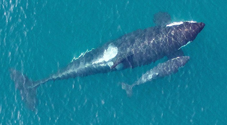Stunning pictures of rare killer whales taken off Seattle coast (PHOTOS, VIDEO)