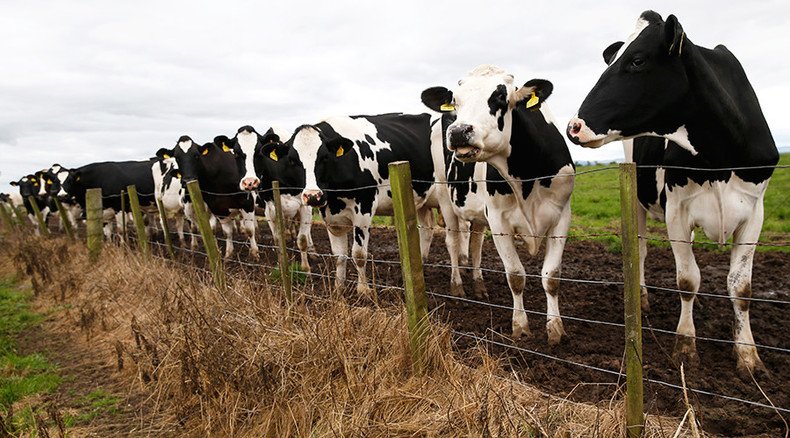 Anthrax infection found in Wiltshire cow
