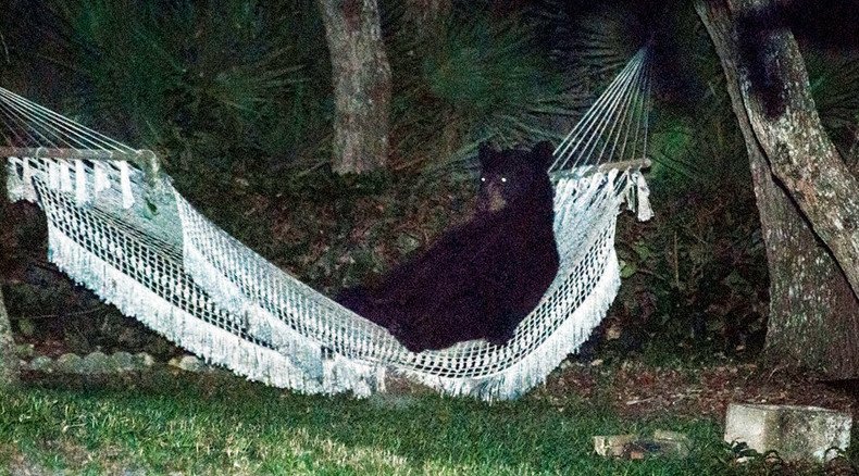 Bears here, there and everywhere: Wild animals rule, possessing homes, parks, cars & boats (VIDEOS)