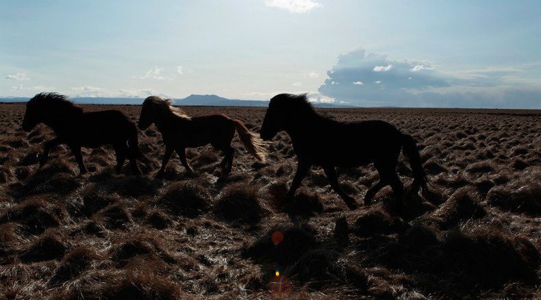 No charges filed after gov watchdog finds BLM illegally sold wild horses to slaughter