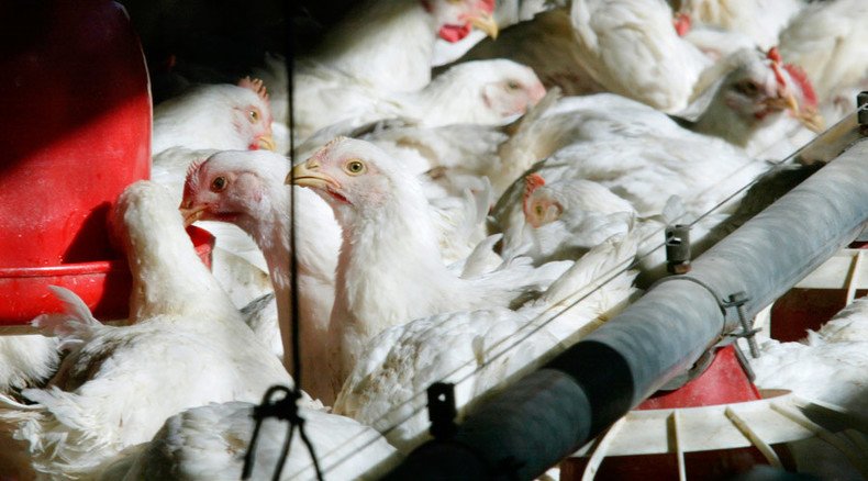 Video of animal cruelty at Tyson chicken factory prompts firings 