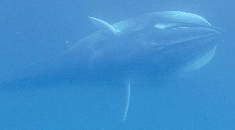 World’s most mysterious whale observed for first time (PHOTOS, VIDEO)